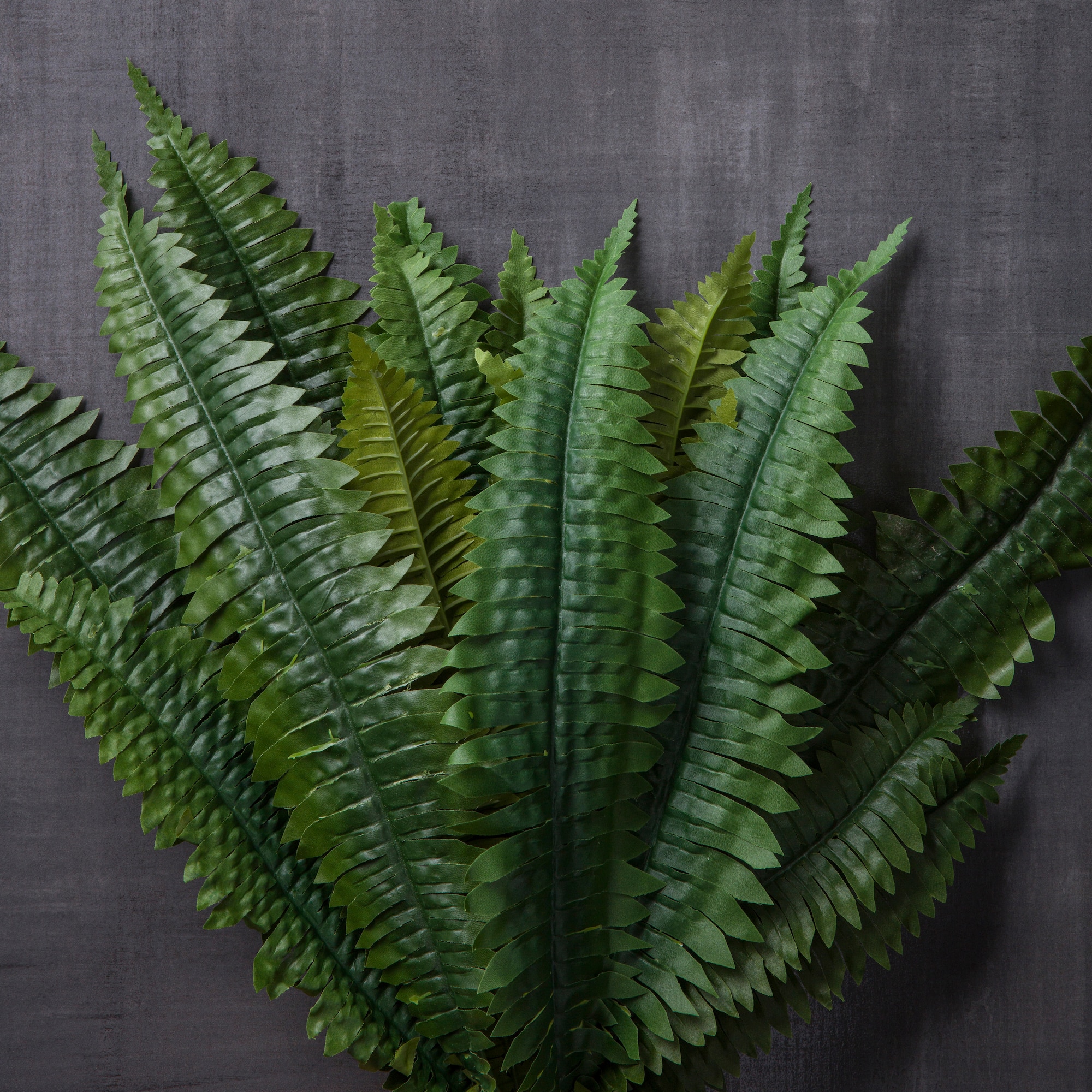 Boston Fern Bush Fern Collection by Ashland